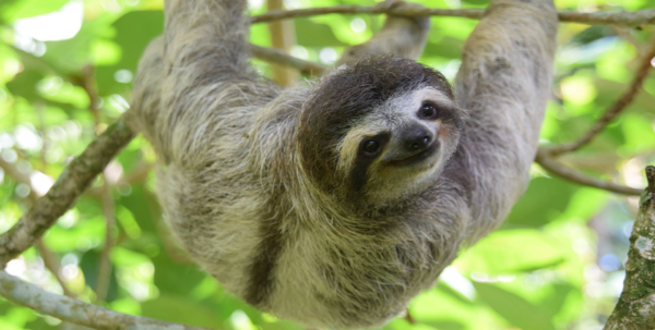 Visit Monkeys and Sloths - AJ´s Monkeys & Sloths